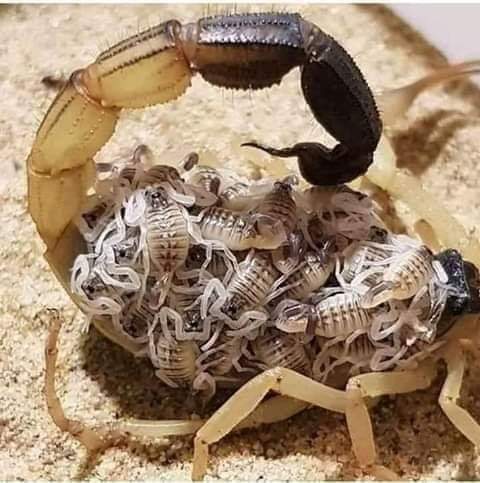ماء وڇون ۽ ٻچا⏪اصغر ساگر⏩
