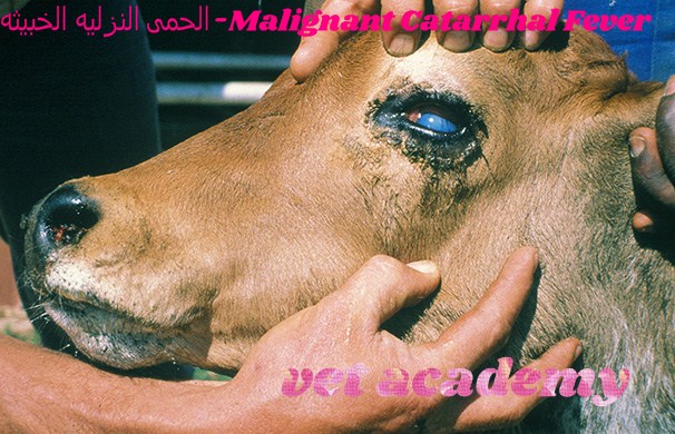 الحمى النزليه الخبيثه-Malignant Catarrhal Fever