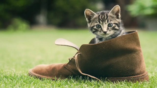 Kitten in shoes