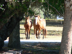 The "Wild" Horses of Cumberland Island