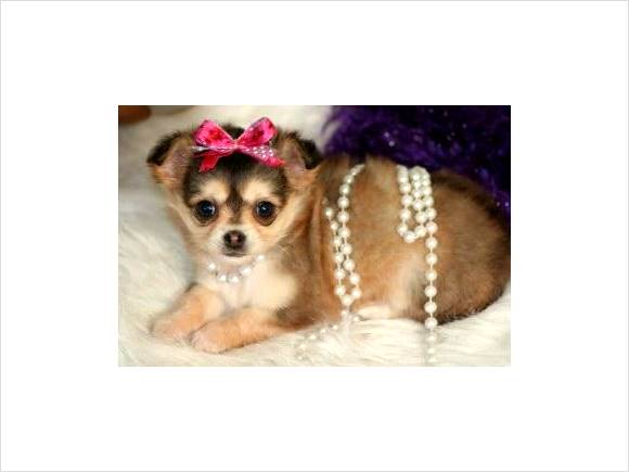 long haired chihuahua puppies for sale. long haired chihuahua puppies