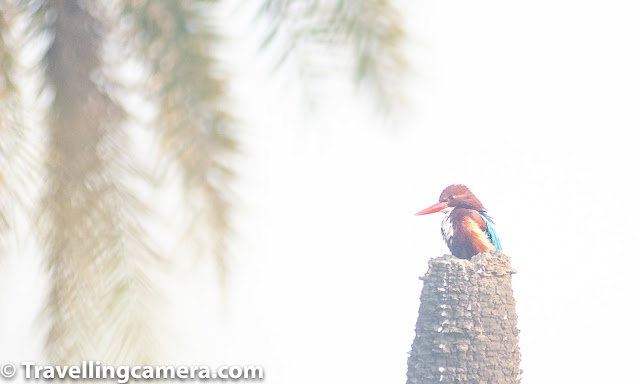 Bird of the Month, Birding, Bird Photography, Kingfisher, Bird Watching