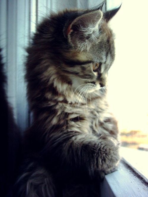 cute-cat-6