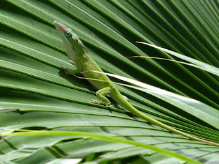 Lézard vert de Cuba