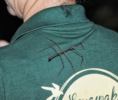 phasmid