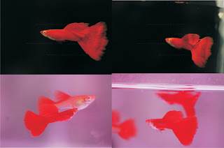 Jual Super Red Guppy, Guppy Full Red