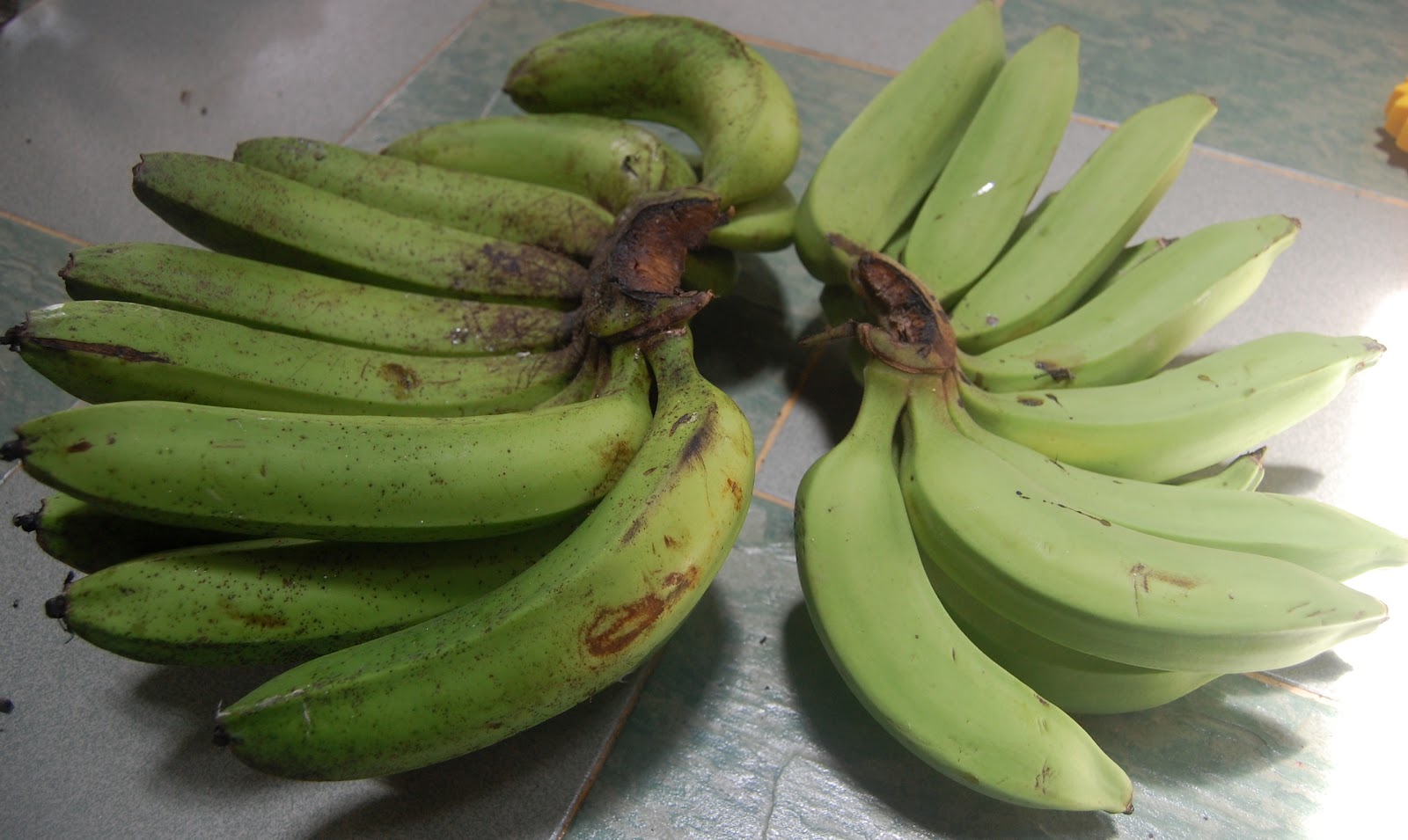 Suria Helang Lui Bananas Pisang  Embun