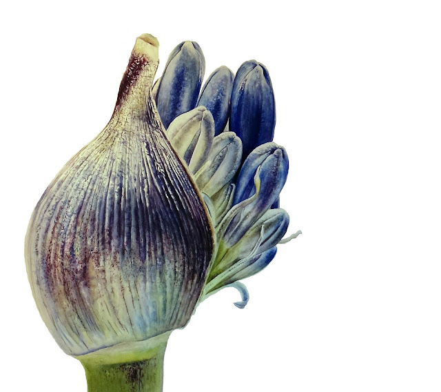 Agapanthus flower bud, watercolour on paper