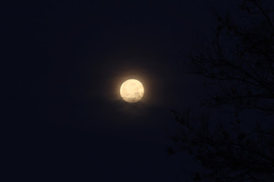 wolf full moon with cloud ring