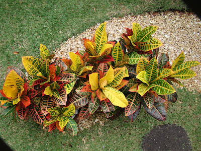 Croton plant - Codiaeum variegatum care and culture