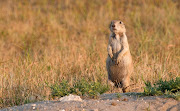 The Biggest Animals Kingdom and in The World . Prairie Dog . Prairie dogs . (prairie dog )