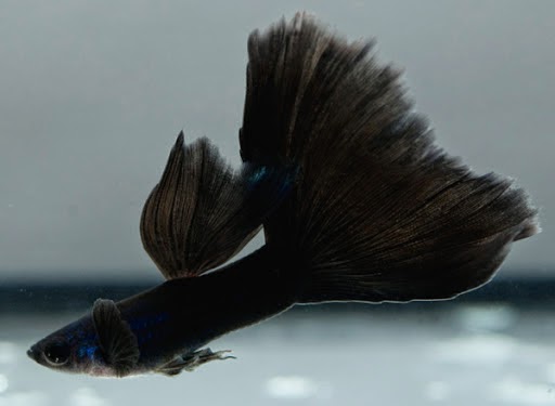gambar guppy black moscow | ikan hias, ikan guppy | anekaikanhias
