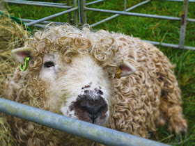 Sheep at Mid Somerset House