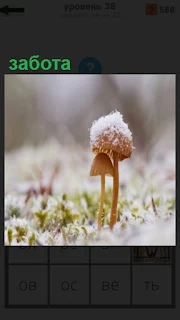 большой гриб заботится о маленьком, прикрывая его своей шляпкой сверху