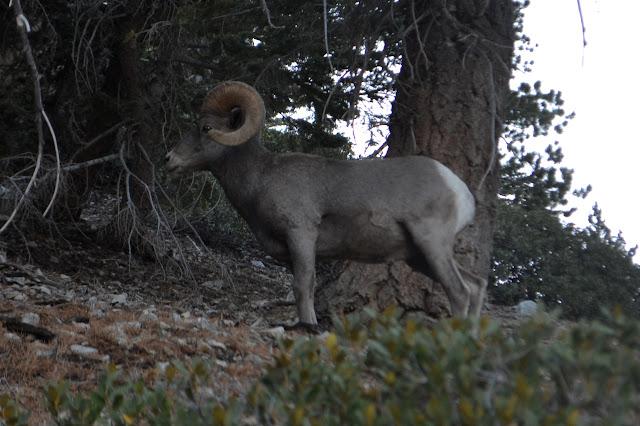 large ram with big horns