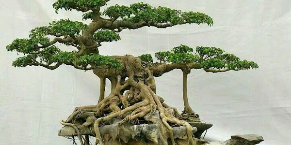 Thế nào được gọi là một tác phẩm nghệ thuật bonsai đẹp?
