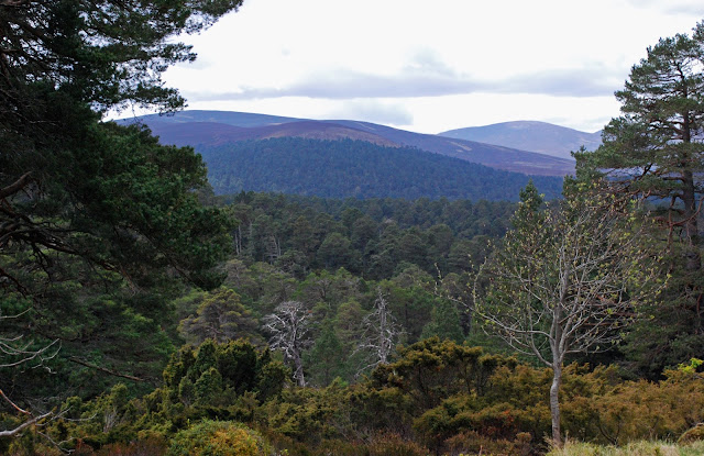 Glen Tanar Estate walk