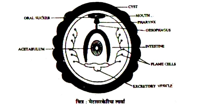 मेटासरकेरिया लार्वा