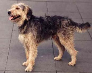 Bosnian Coarse-haired Hound-dogs-pet