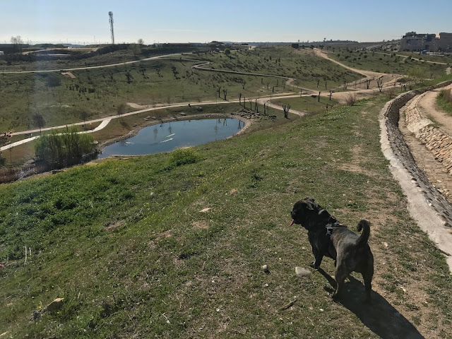 Parque Felipe VI Madrid con perro