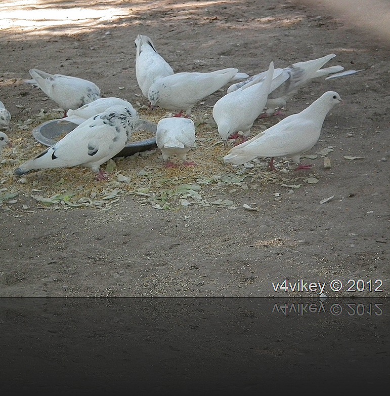 White Pigeons
