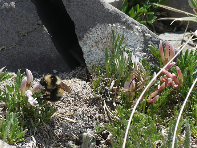 15: bumble bee sipping