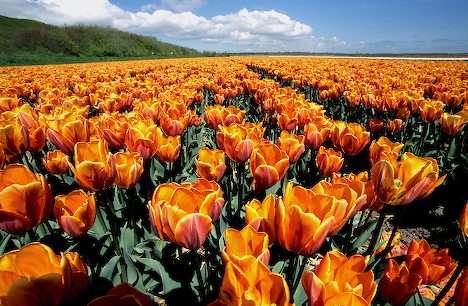 Very Dutch: Orange + Tulips!