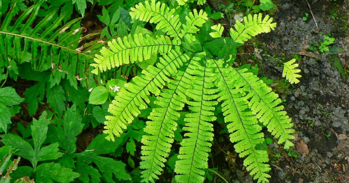 Pengertian dan Klasifikasi Tumbuhan Paku  Pteridophyta 