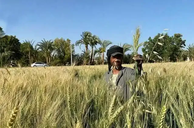مصر تهدف إلى إنتاج 70٪ من القمح محليًا بحلول عام 2030