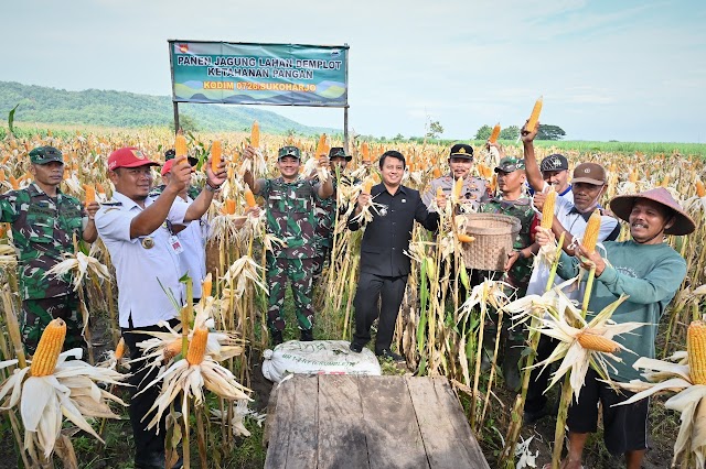 Kegiatan Panen jagung dalam rangka program ketahanan pangan Kodim 0726/Sukoharjo di lahan Demplot desa Bulu.