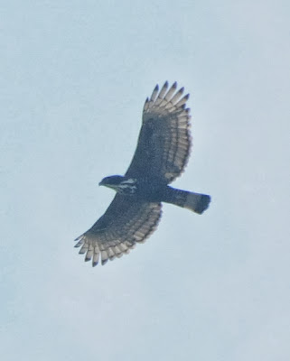 Blyth's Hawk-Eagle (Nisaetus alboniger)