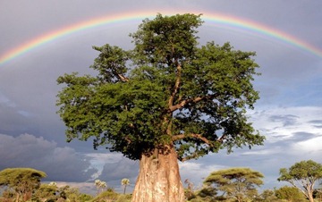 rainbow-over-baobab-tree1-794x500