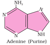 Adenine