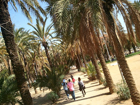 Palms in Joan Miró Park