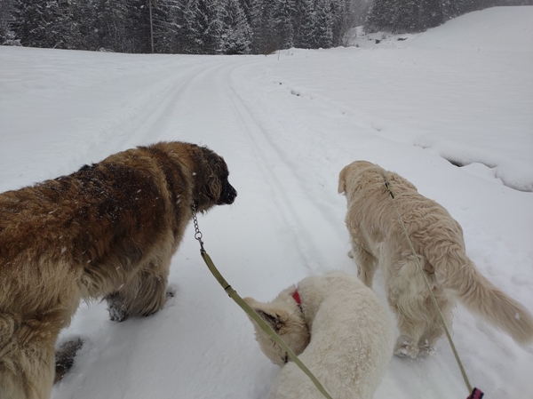 leonberger hvit gjeter hund golden retriever