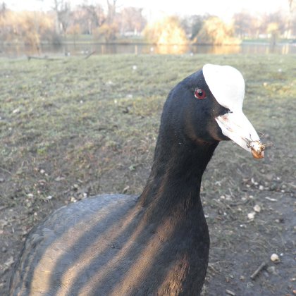 Common Coot, Fulica atra