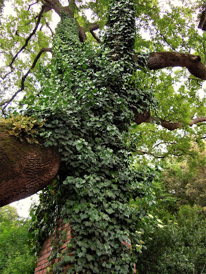 Yogini e Alberi Sacri - Associazione Culturale Orchestès