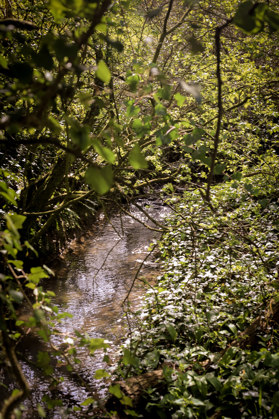 somerset stream photograph