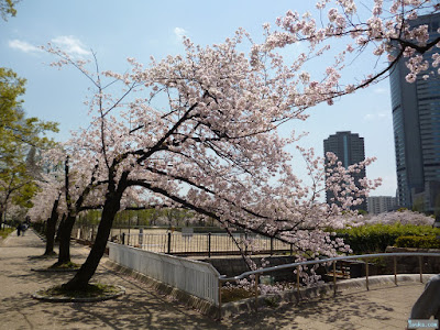 染井吉野