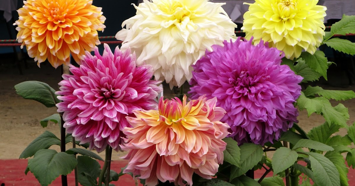 Jual Umbi Bunga Dahlia Dunia Tumbuhan Jual Umbi Bunga Dahlia Dunia Tumbuhan