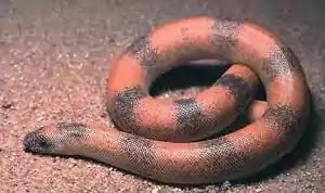 மண்ணுளி பாம்பு (அ) இருதலை மணியன் பாம்பு - manuli pambu [Sand boa].