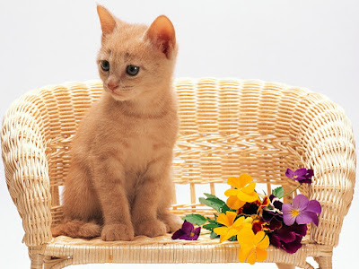 foto de gato en mueble floreado  