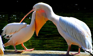 Vogel, bird, oiseau, Uccello, Pássaro, птица, pájaro, kuş, chim, vták, pták, madár, птушка, zog, ptica, птица, lintu, πουλί, птица, fågel, kuş, 