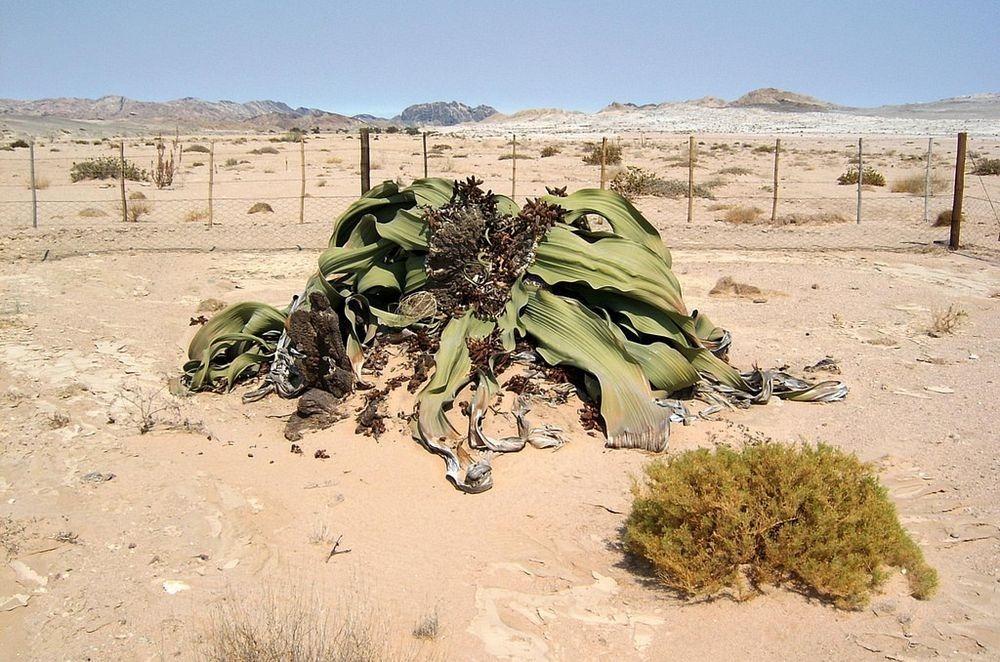 welwitschia-mirablilis-14