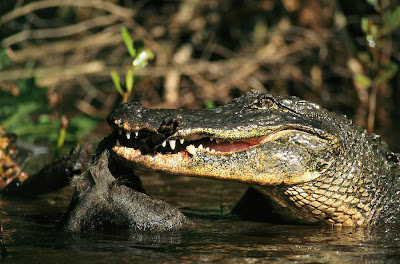 American Alligator Hunting Animals