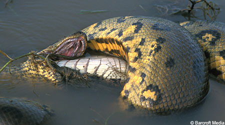 Giant Anaconda Pictures