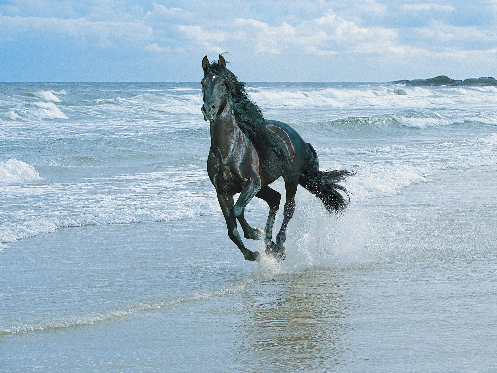 black horse and sea wallpapers