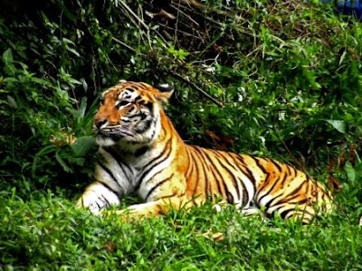 Gunung Leuser National Park, North Sumatera1