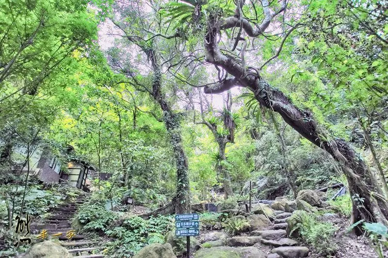 螢火蟲、油桐花、季高緯度熱帶雨林｜三峽 大板根森林溫泉渡假村