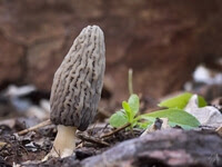 morchella_pragensis